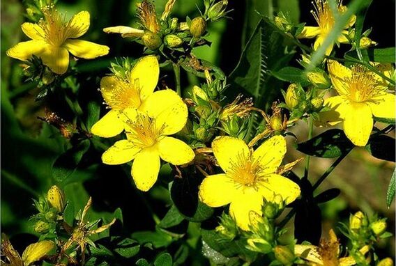 Erva de São João - uma planta medicinal que ajuda a lidar com a prostatite