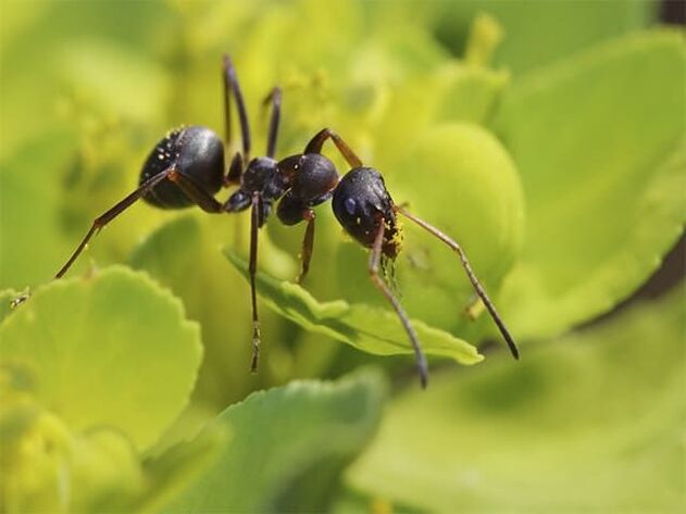 formigas contra prostatite