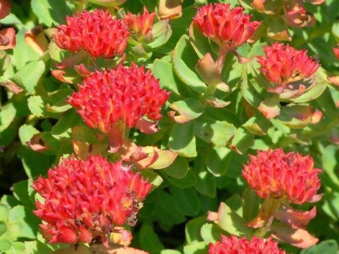 Rhodiola rosea para o tratamento da prostatite